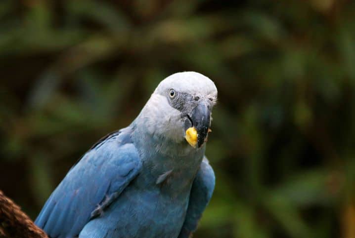 Ararinha azul com um alimento na boca