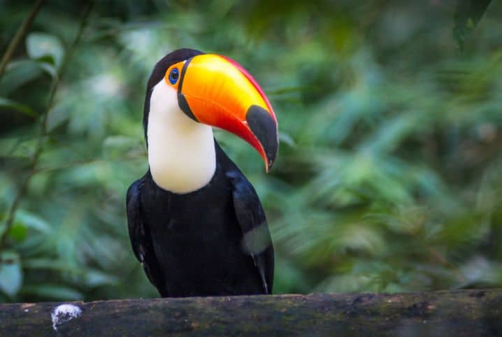 Tucano toco no meio das árvores