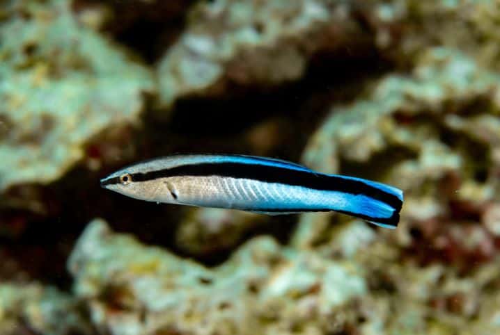 peixes famosos bordiao limpador