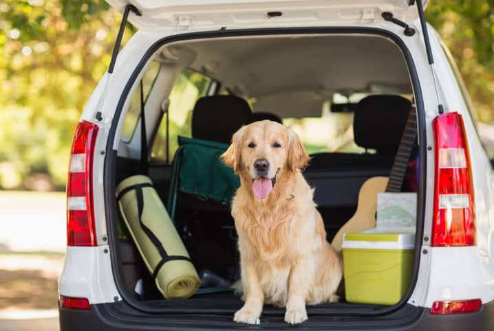 viajar com pet cachorro