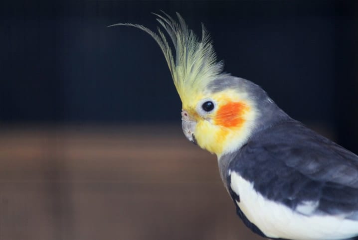 Alimentos para calopsita: como escolher a dieta ideal para a ave?