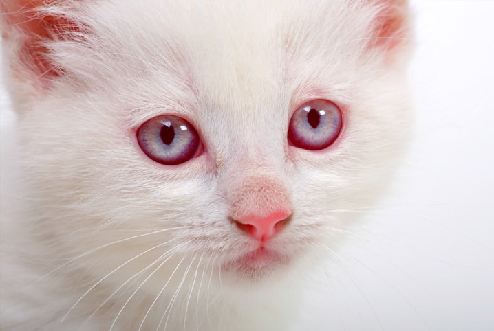 Os animais também podem ser albinos