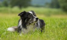 melhor ração para border collie