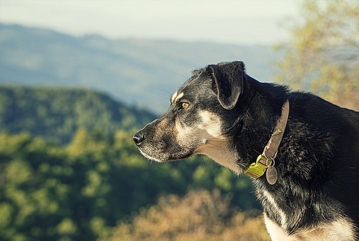 cachorro parado olhando para a frente