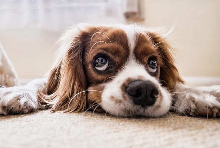 cachorro deitado com cara triste