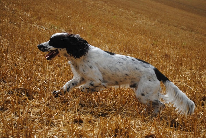 cachorro correndo rapidamente