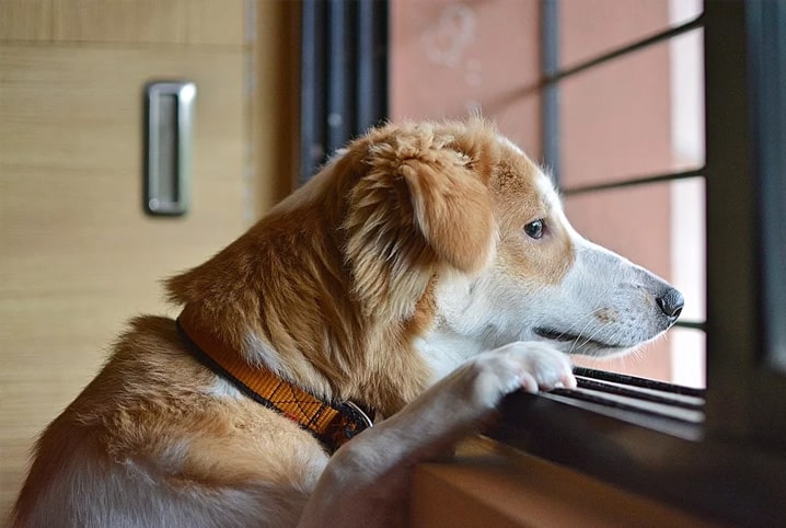 cão triste olhando pela janela