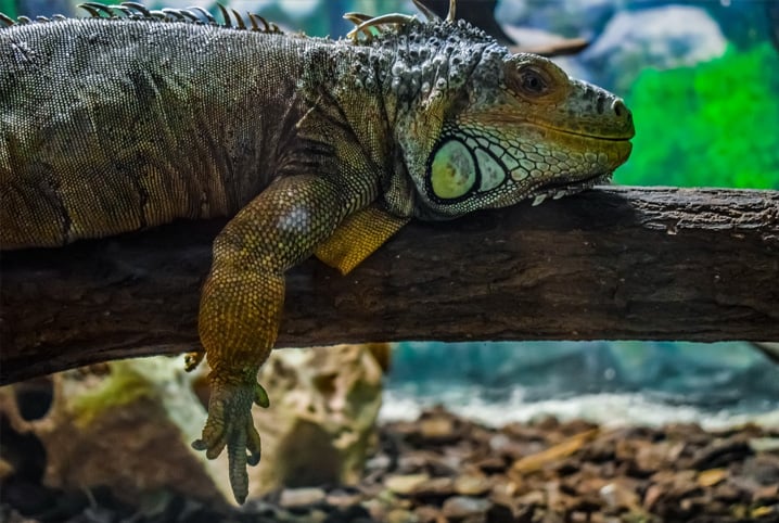O que lagarto come? A dieta de iguanas e teiús