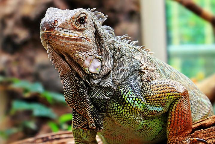 Como cuidar de uma iguana: espaços grandes e pequenos