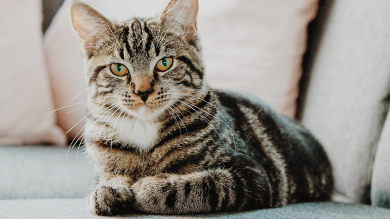 Gato pode ser castrado com 4 meses? Descubra!