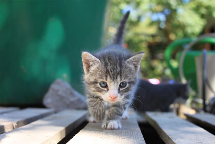 como saber se o gato e femea ou macho