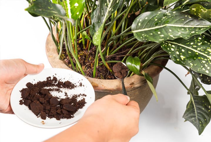 compostagens domesticas