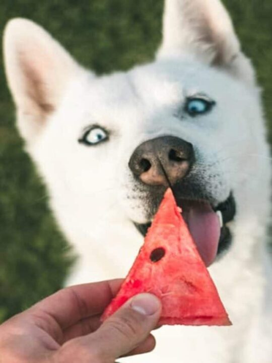frutas que cachorro nao pode comer pet