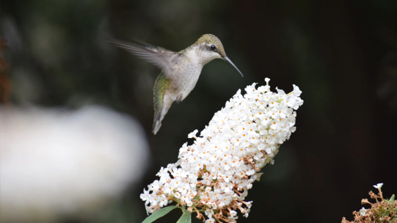 https://www.petz.com.br/blog/wp-content/uploads/2020/01/curiosidades-sobre-o-beija-flor-pet-1280x720.jpg