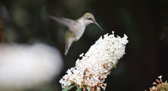 Confira algumas curiosidades sobre o beija-flor