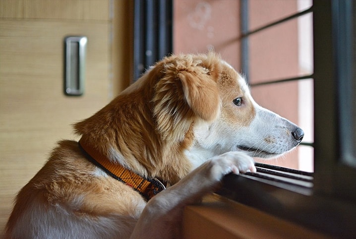 Cachorro olhando para fora da casa pela janela