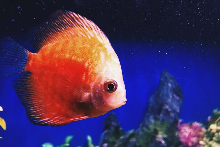 Peixe laranja em um aquário