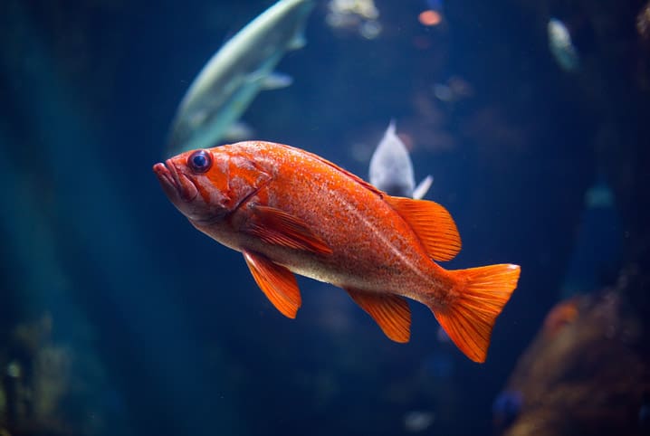 Peixe laranja em um aquário
