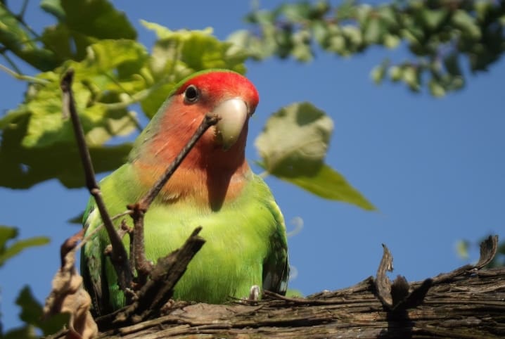 Periquito agapornis em uma árvore, galhos aparecem à sua frente