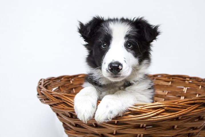 cão dentro de cesta olhando para a foto