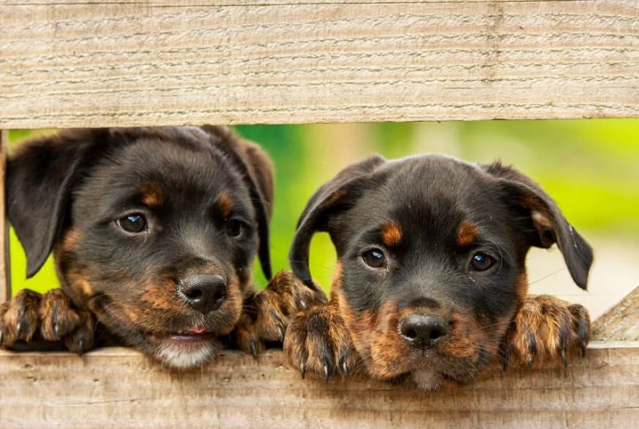 dois cães filhotes em cerca olhando para foto