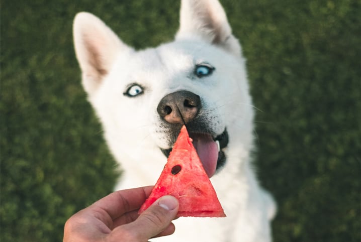 cachorro olhando para pedaço de melancia