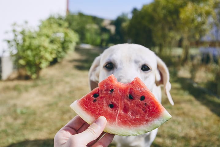 cachorro branco olhando para uma fruta melancia