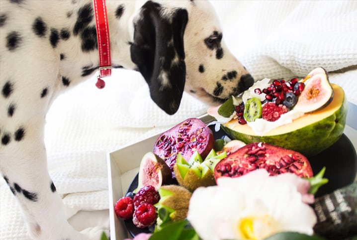 cachorro cheirando frutas