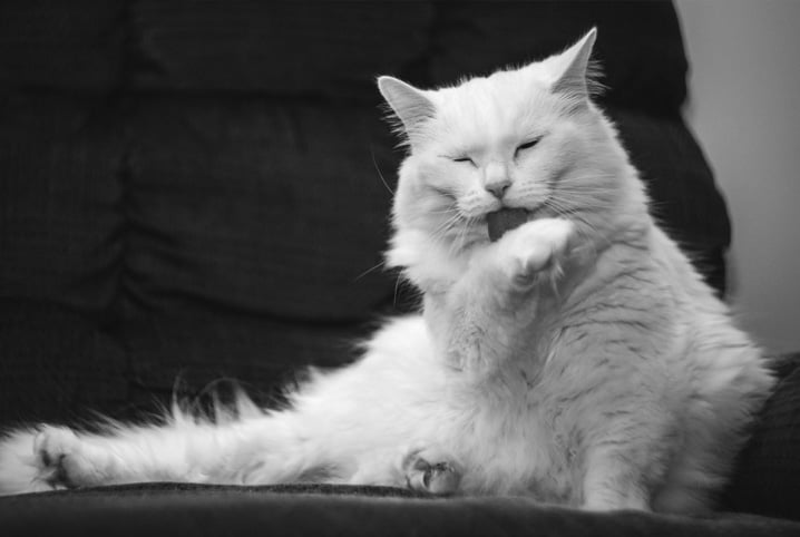 gato em preto e branco lambendo patas