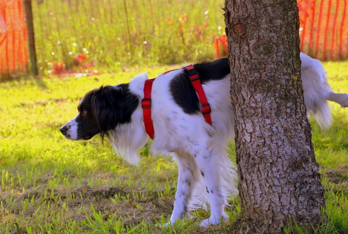 meu cachorro nao esta urinando pet