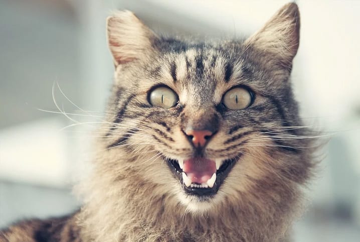 Miado de gato: aprenda a se comunicar e a entender seu pet!