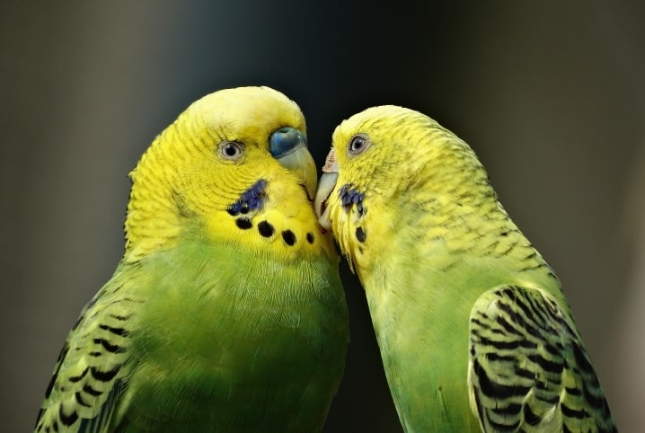Dois periquitos australianos encostando seus bicos um no outro