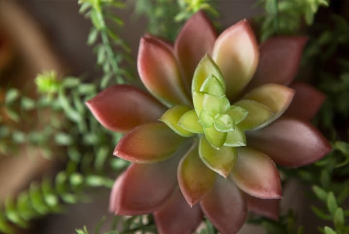 Plantas para apartamento: 10 espécies perfeitas para ambientes internos!