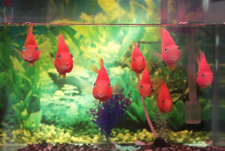 Tipos de ração para peixes: opções para seu aquário