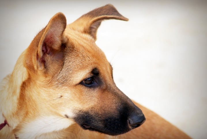 cachorro olhando para trás