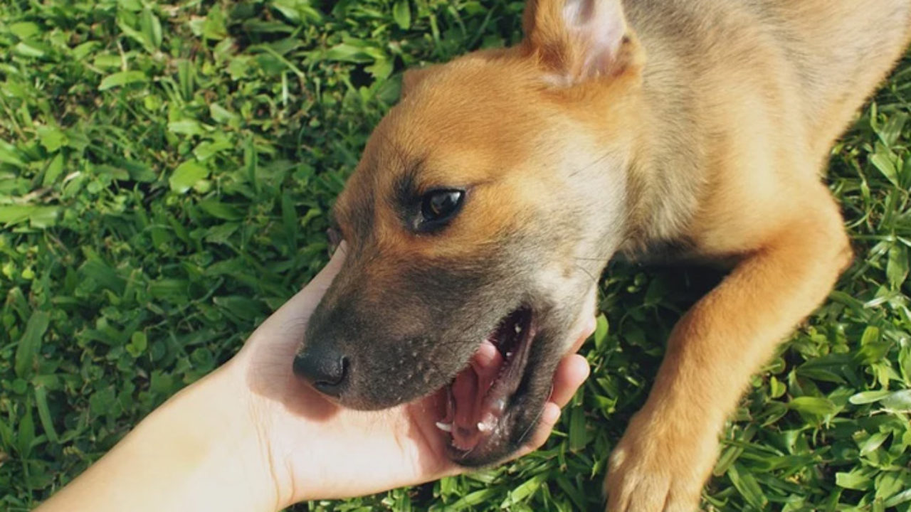 150 NOMES para cachorros marrons - Originais e criativos!