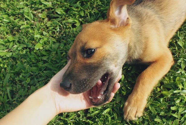 cachorro brincando com a mão do tutor