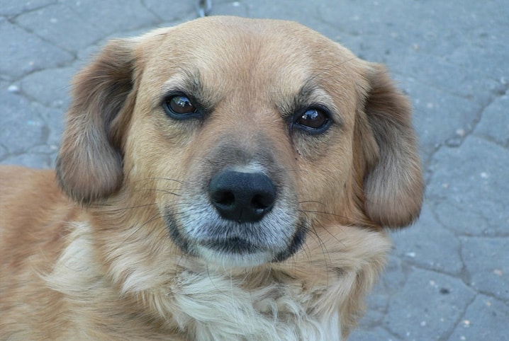 cachorro olhando para câmera