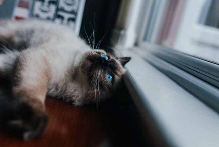 gato-janela