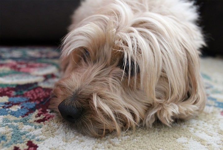 cão deitado no chão com expressão triste