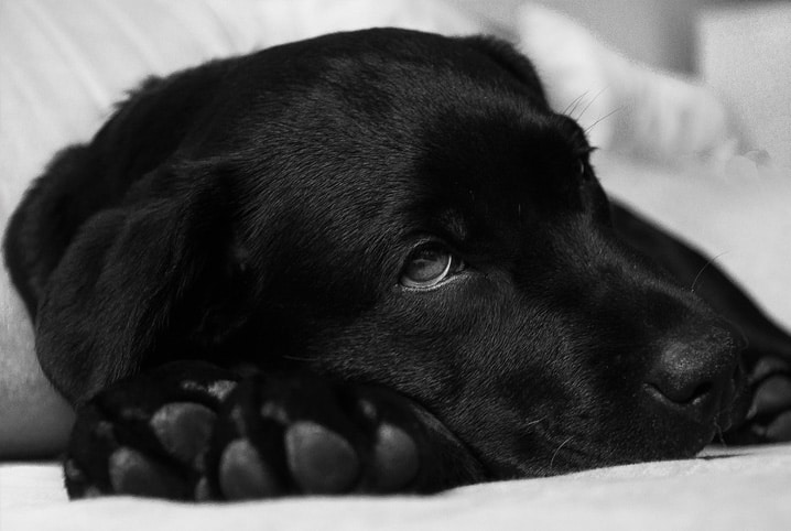 cachorro doente deitado