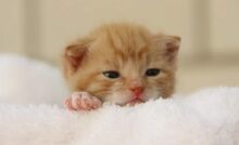 como alimentar filhote de gato