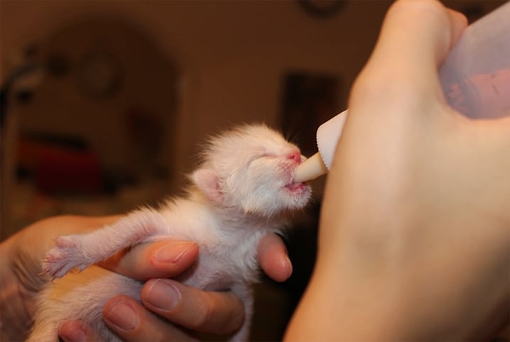 Gato se alimentando na mamadeira.