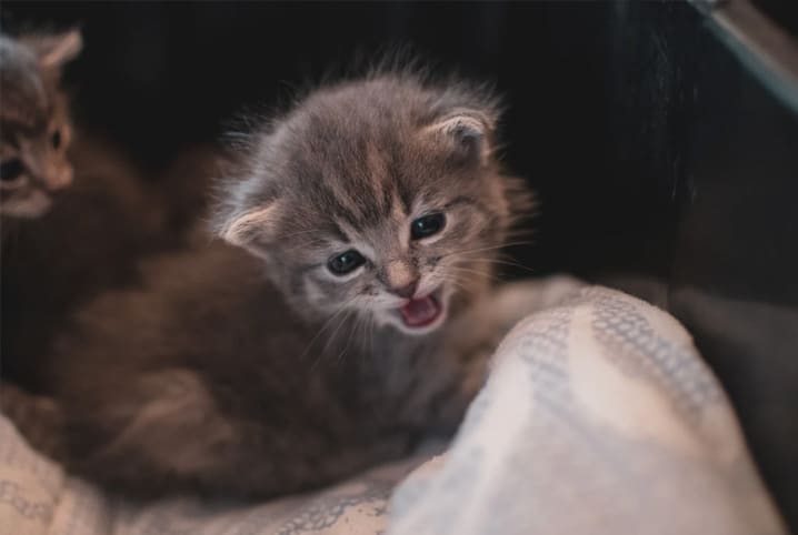 Como alimentar filhote de gato? Dicas para facilitar o cuidado 2 Filhote de gato miando.