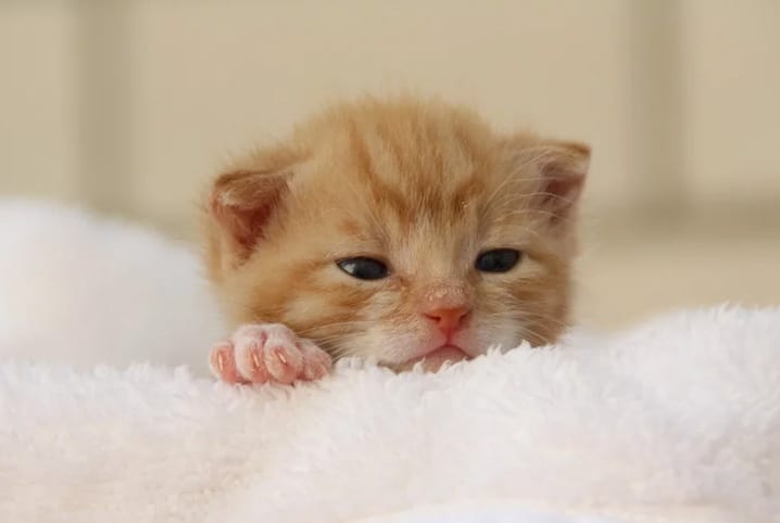 Como alimentar filhote de gato? Dicas para facilitar o cuidado 1 FIlhote de gato acordando.