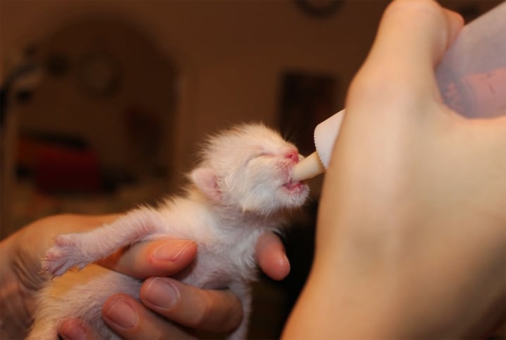 gato filhote pode tomar leite em po