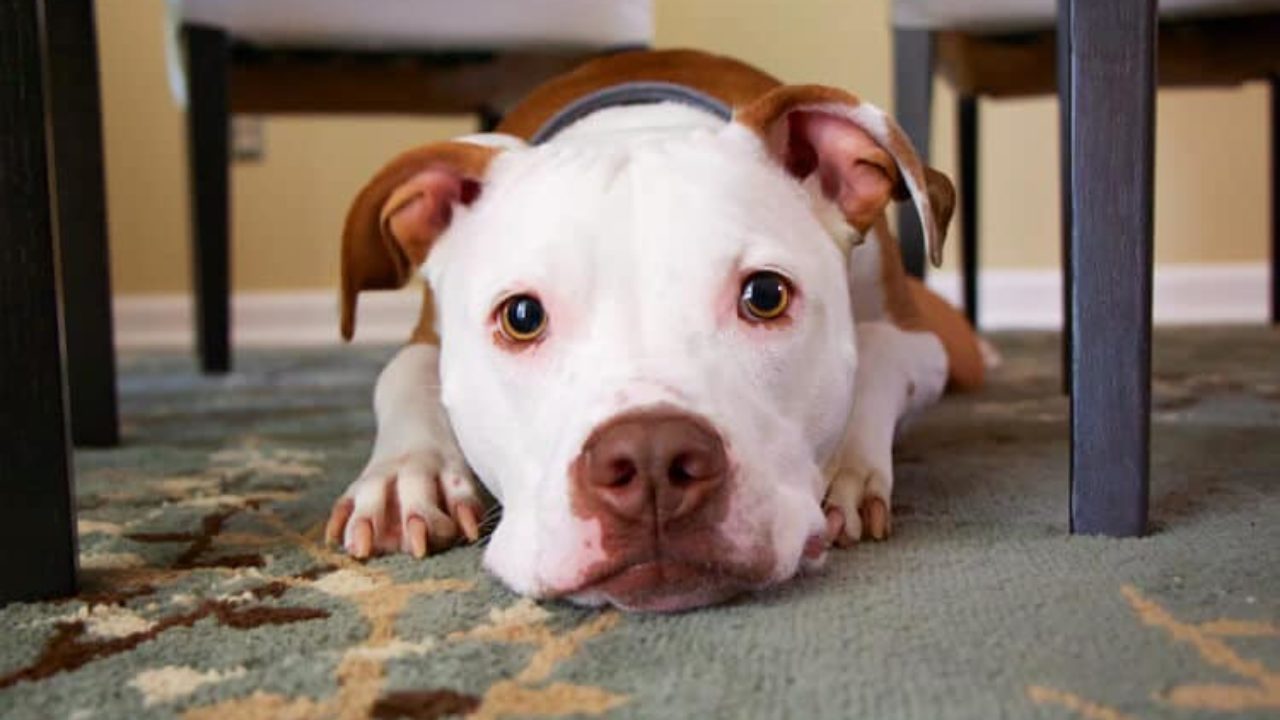 Como criar cachorro em apartamento? Confira seis dicas! | Petz Como criar cachorro em apartamento? Confira seis dicas! | Petz