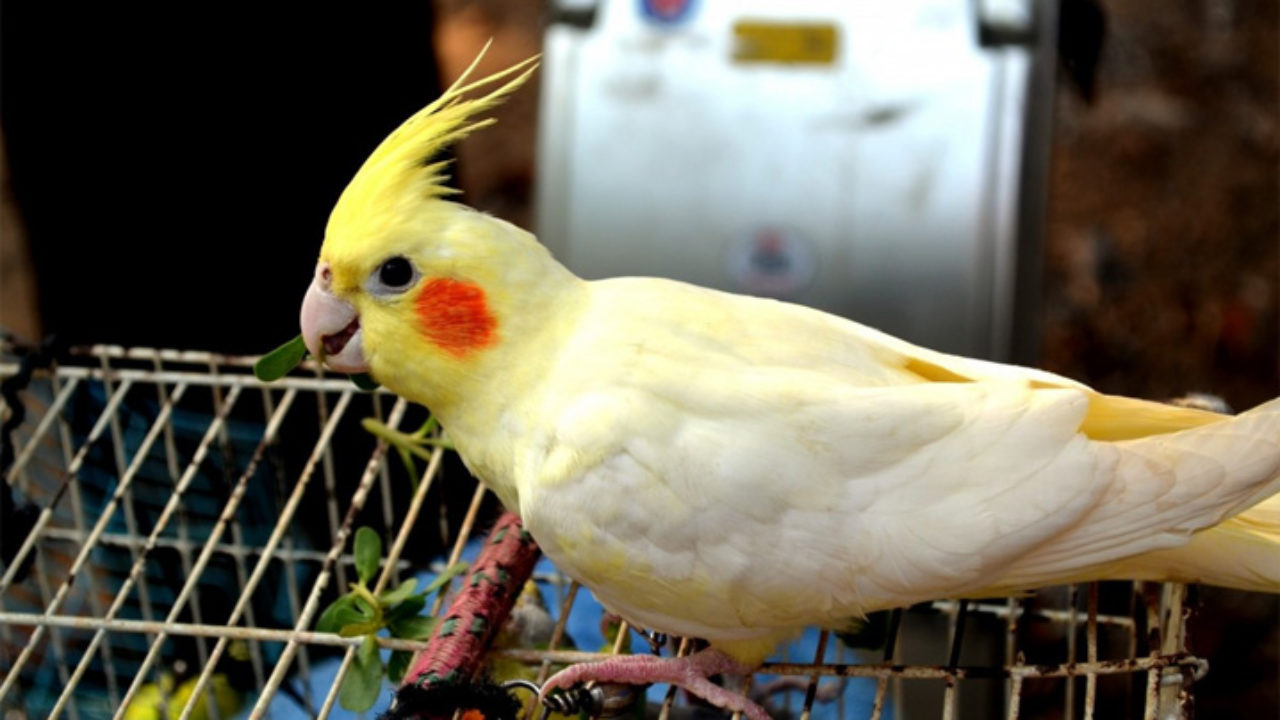 É verdade que calopsita fala? Descubra aqui! | Petz É verdade que calopsita fala? Descubra aqui! | Petz