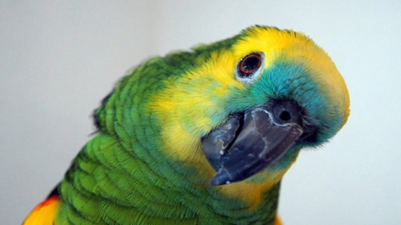 Como criar um papagaio: confira essas dicas importantes | Petz