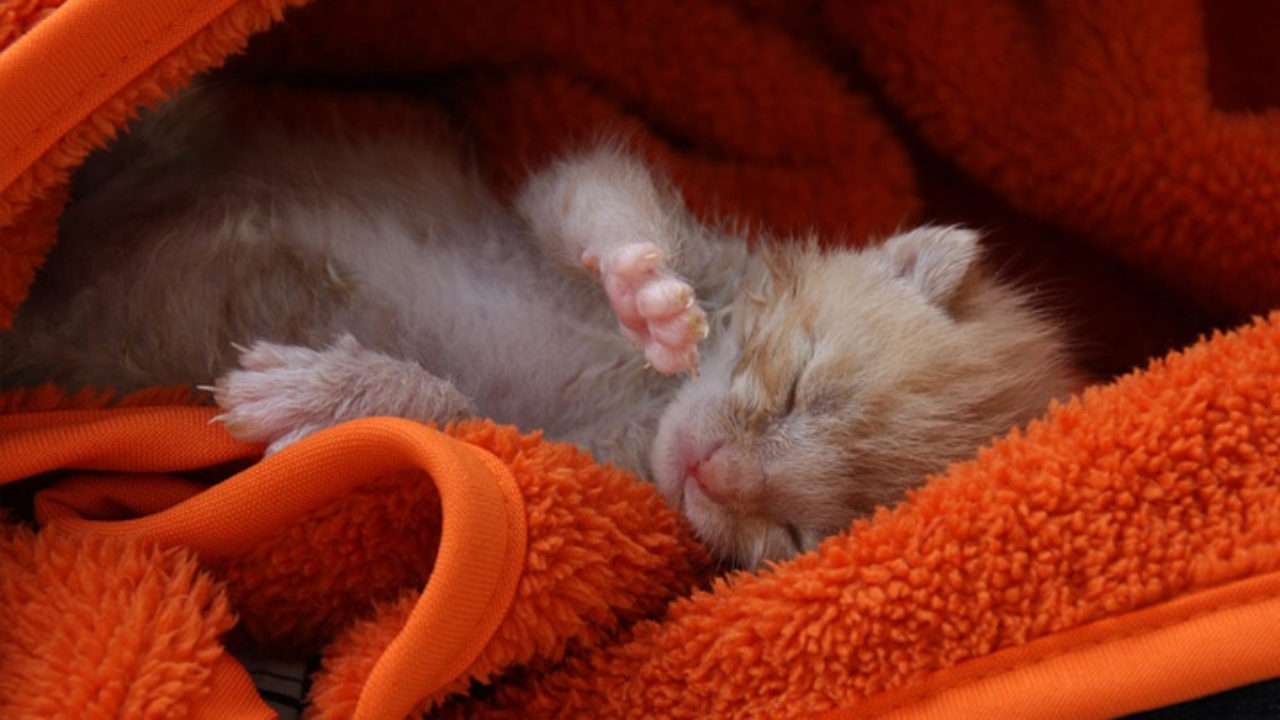 Cama de gato para bebês: como fazer em casa